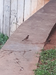 Passer montanus