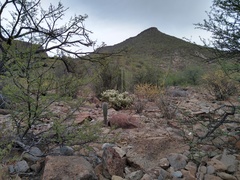 Cylindropuntia bigelovii ciribe