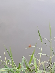 Brachythemis contaminata