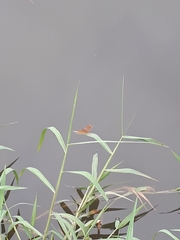Brachythemis contaminata