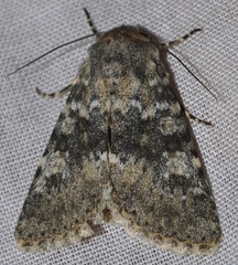 Polymixis dubia