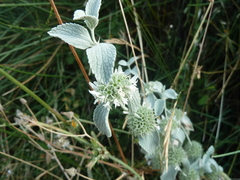 Marrubium incanum