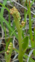 Botrychium simplex