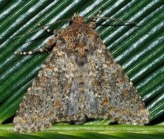 Polymixis flavicincta