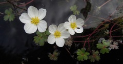 Ranunculus ololeucos