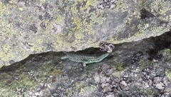 Iberolacerta monticola