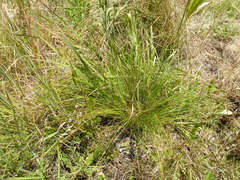 Juncus pauciflorus