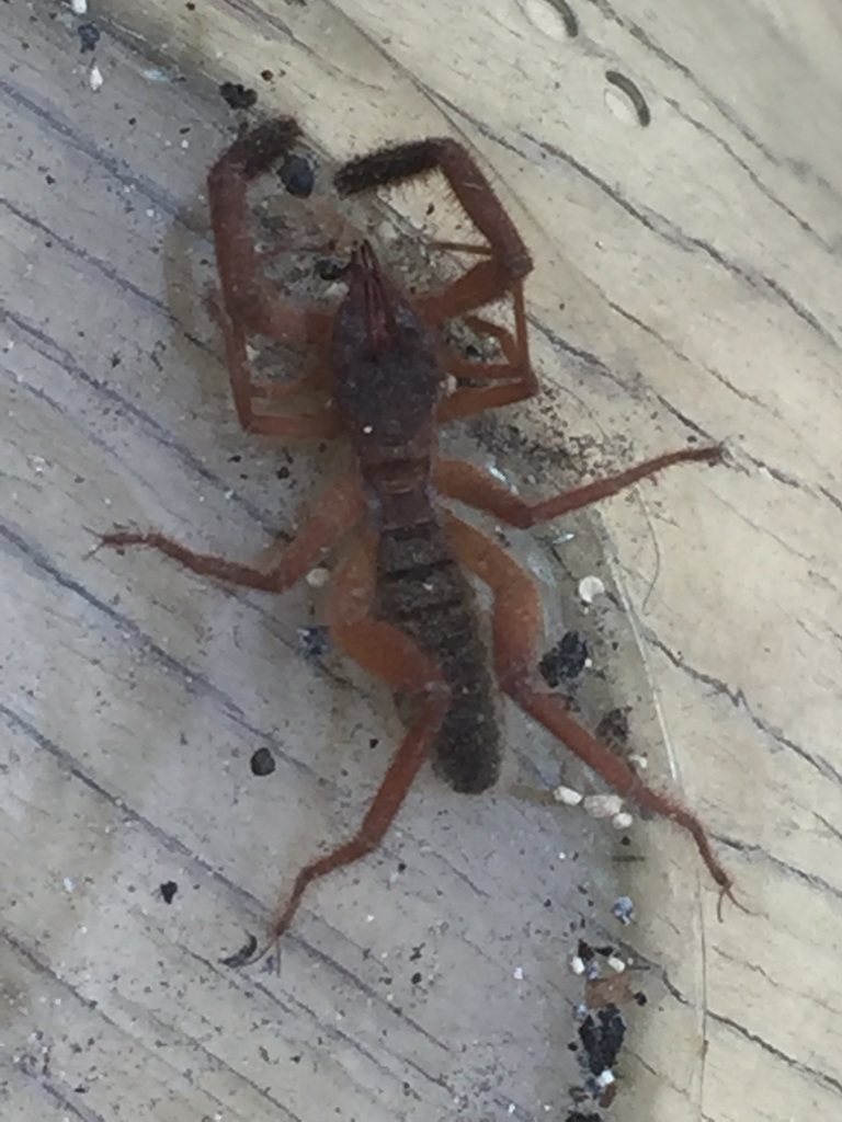 Iberian Solifugid