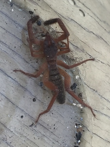 Iberian Solifugid