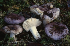 Russula subazurea