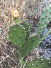 Opuntia elata