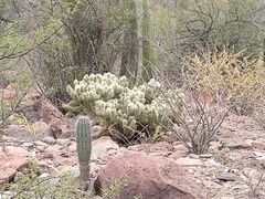 Cylindropuntia bigelovii ciribe