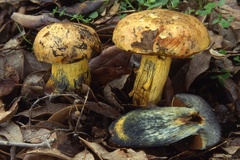 Suillellus comptus