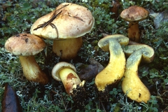 Rheubarbariboletus persicolor