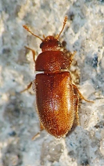 Typhaea stercorea