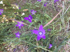 Campanula lusitanica