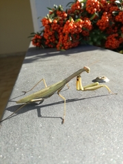Mantis religiosa