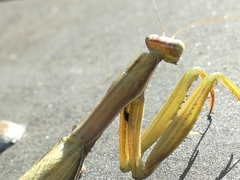 Mantis religiosa