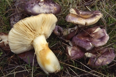 Russula odorata