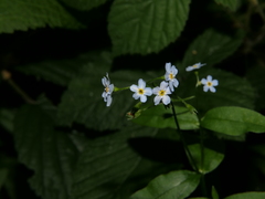 Myosotis martini