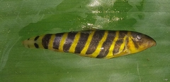 Bengal Loach photo 3