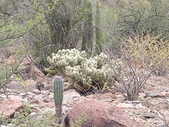 Cylindropuntia bigelovii ciribe