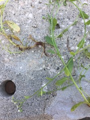 Myosotis stolonifera