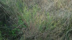 Baccharis notosergila