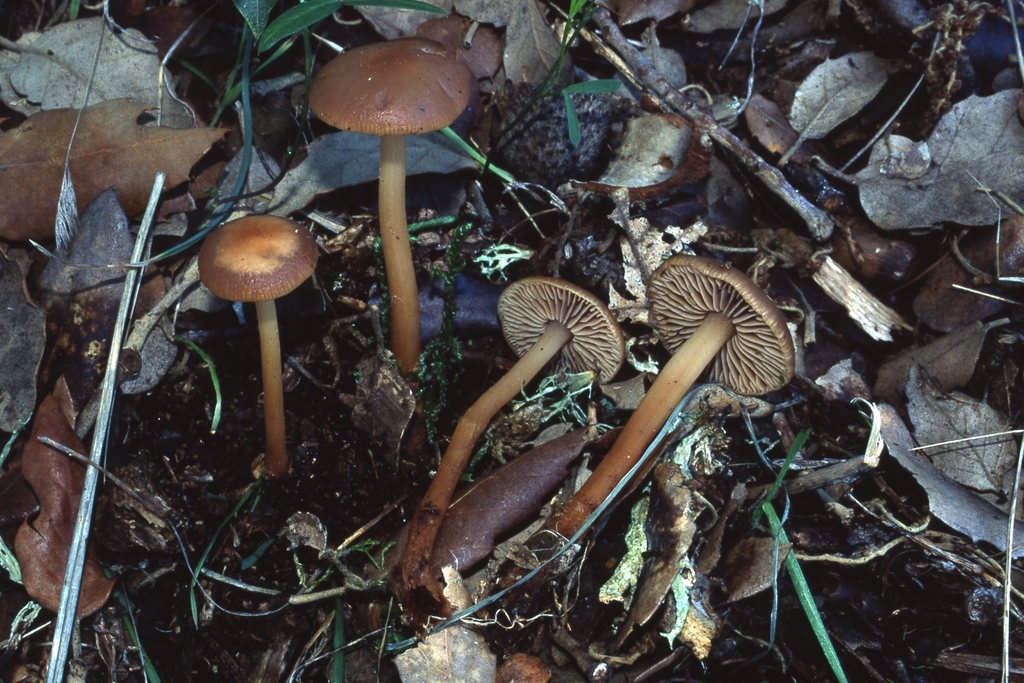 Gymnopus hybridus