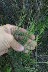 Baccharis notosergila