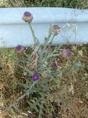 Onopordum illyricum illyricum