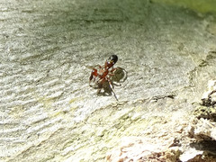 Synageles dalmaticus