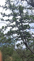 Pyrostria hystrix