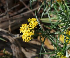 Senecio linearifolius linearifolius