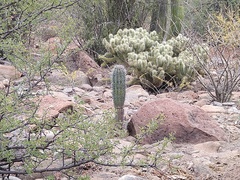 Cylindropuntia bigelovii ciribe