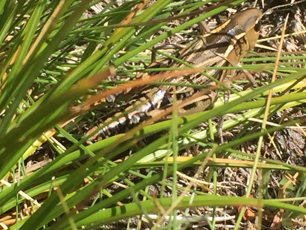 Iberian Banded Grasshopper