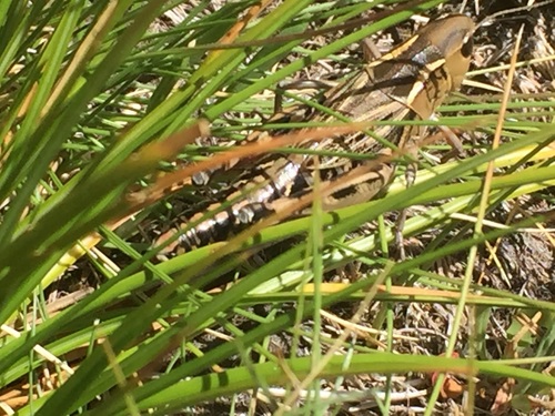 Iberian Banded Grasshopper