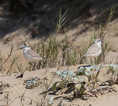 Charadrius marginatus arenaceus