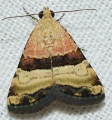 Pseudozarba bipartita