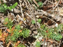 Thymelaea