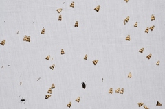 Pseudozarba bipartita