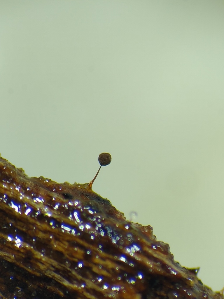 Macbrideola martinii