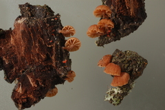 Phaeomarasmius rimulincola