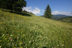 Trifolium pannonicum
