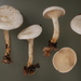 Hygrophorocybe - Photo (c) Marco Floriani, alguns direitos reservados (CC BY-NC), uploaded by Marco Floriani