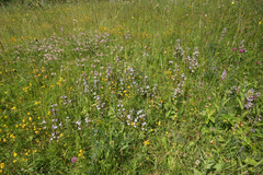 Gentianella bulgarica