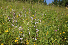 Gentianella bulgarica