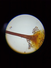 Macbrideola martinii