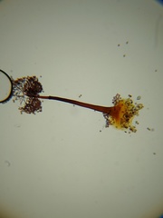 Macbrideola martinii