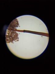 Macbrideola martinii